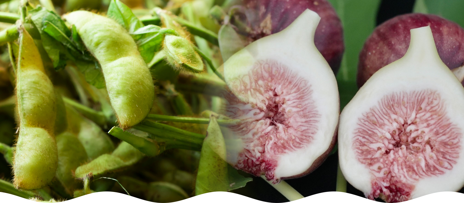 生命を育むわくわく野菜